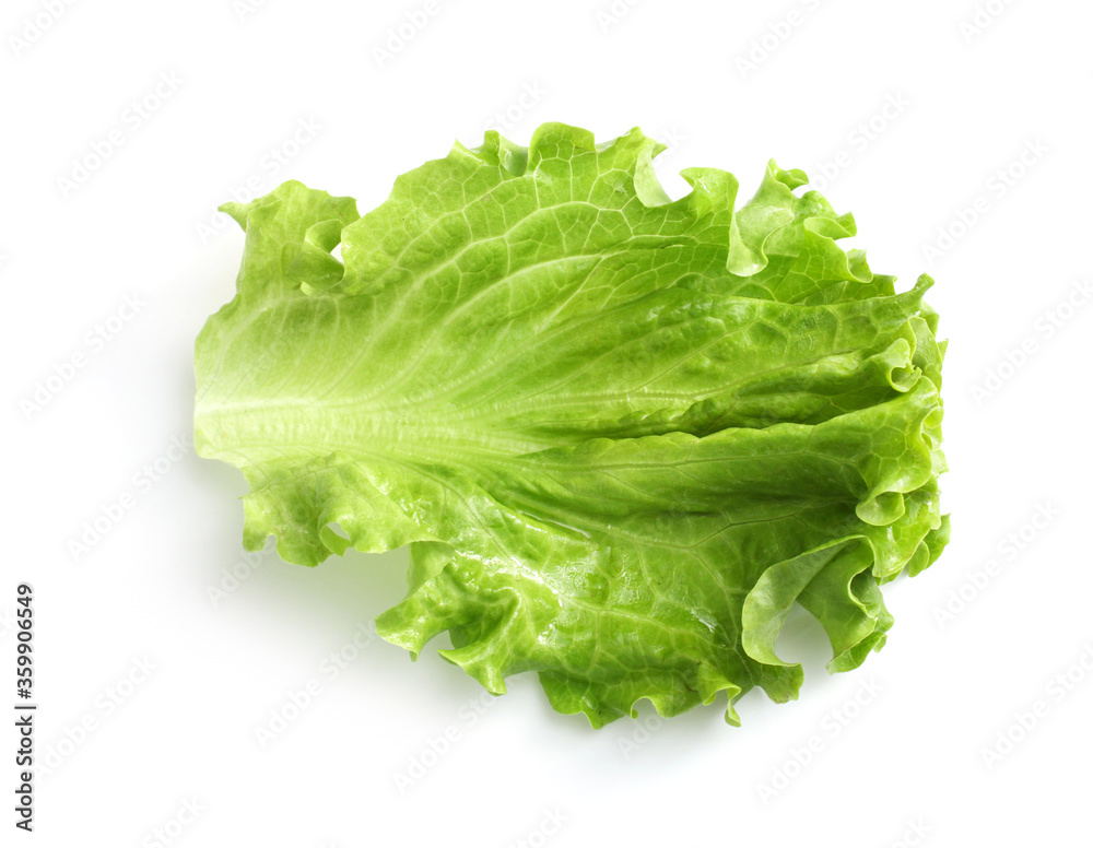 Green oak lettuce isolated on white background Green oak lettuce isolated on white background