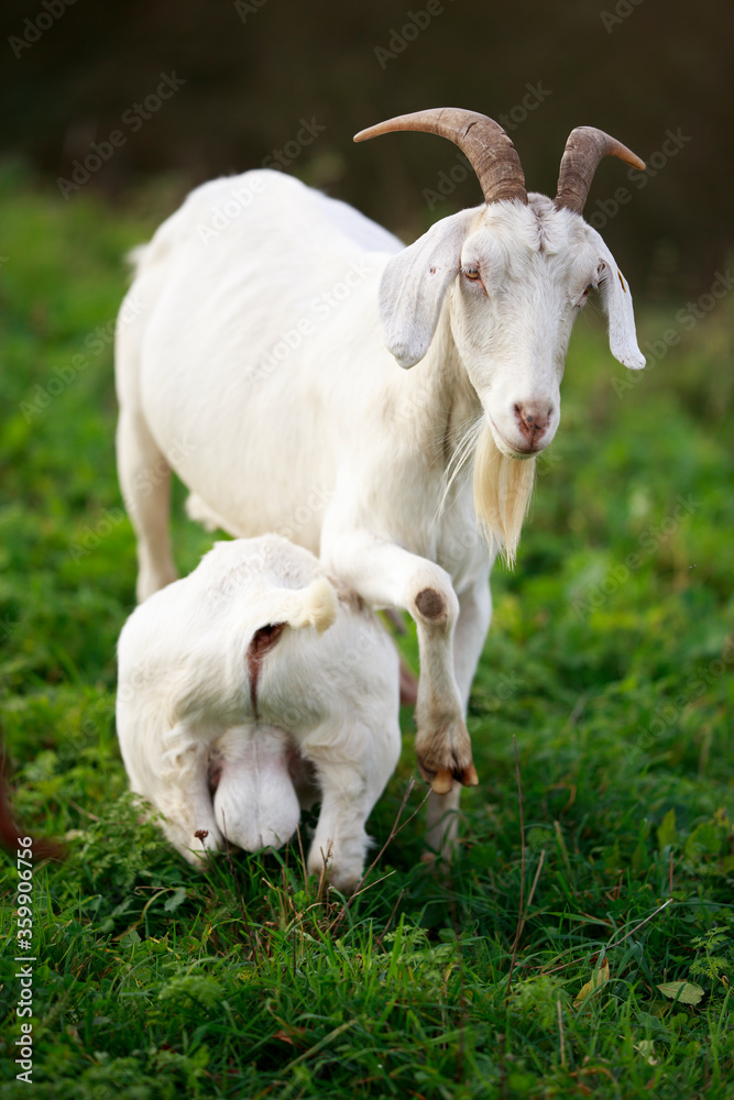 Obraz premium Goats are one of the oldest domesticated species of animal