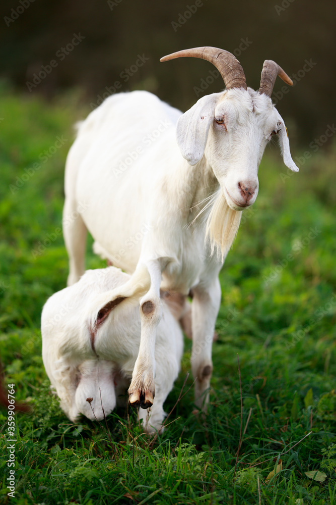 A goat kid is suckled by its mother A goat kid is suckled by its mother