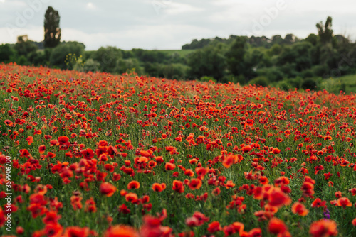 Wild red flowers in summertime. Beautiful natural landscape with scarlet poppy flowers and trees on background. Amazing nature.