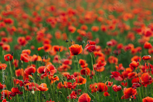 Beautiful field of red poppies in the summertime. Poppy flowers isolated in green field. Pictorial close up view. Landscape with nice poppy field. 
