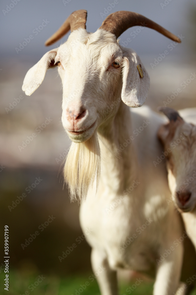 Most goats naturally have two horns and a beard Most goats naturally have two horns and a beard