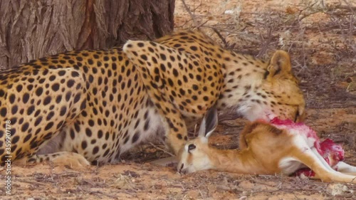 A Hungry African Cheetah Greedily Devours Fresh Kill Beside Trees In  Kalahari Desert, South Africa - Close Up Shot- Close Up Shot photo