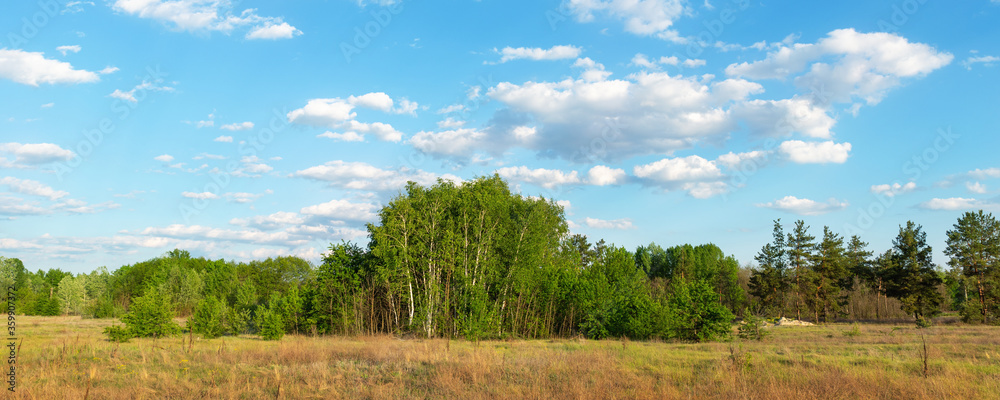 Beautiful scenic natural birch grove forest against clear blue sky landscape outdoors. Wild woodland nature background. Wide panoramic banner outside scene