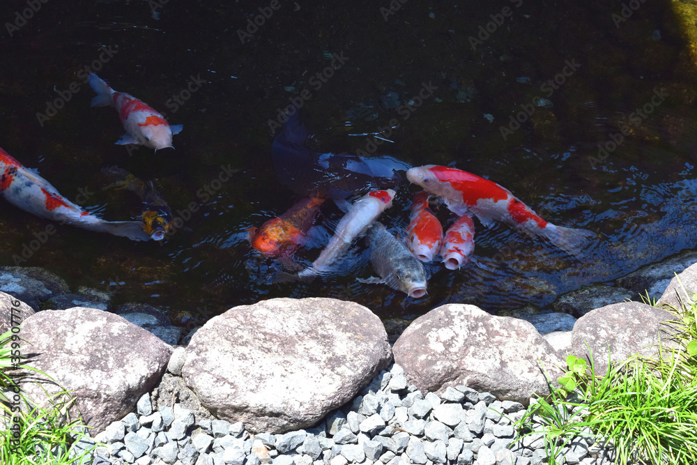 Obraz premium 池で泳ぐニシキゴイ