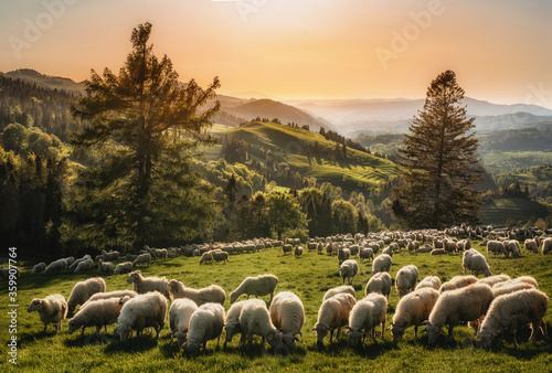 Wypas Owiec © Wiosenny