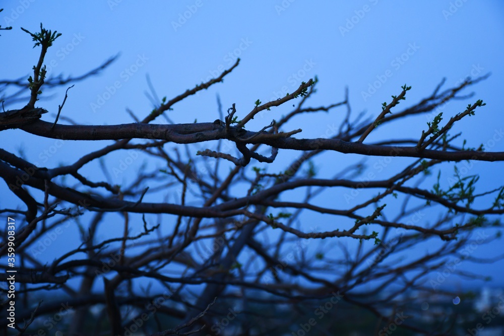 Dead tree branches, Dry Tree and Dry branch, Sunset in the Evening Dead tree branches, Dry Tree and Dry branch, Sunset in the Evening