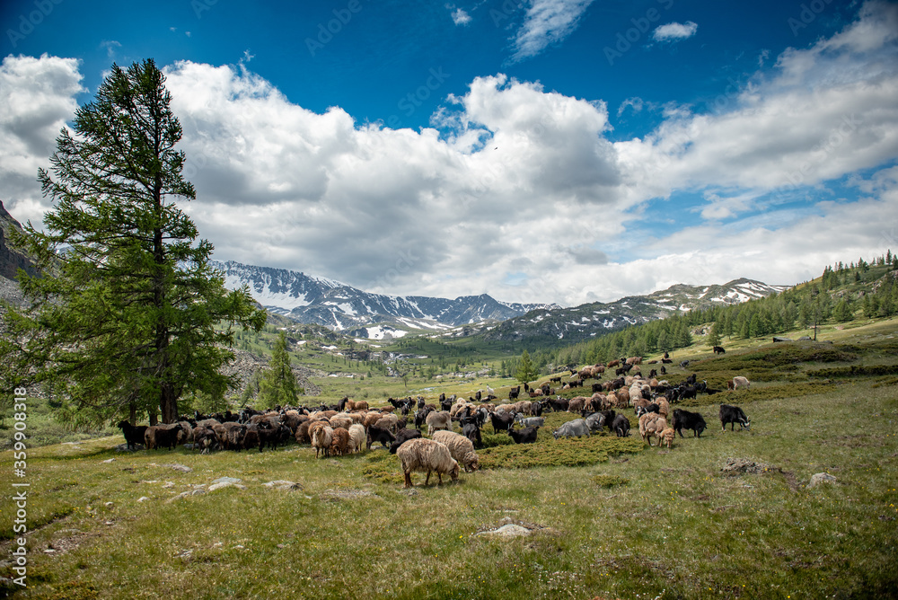 Mongolian sheep and goats are grazing in the pasture in western part of ...