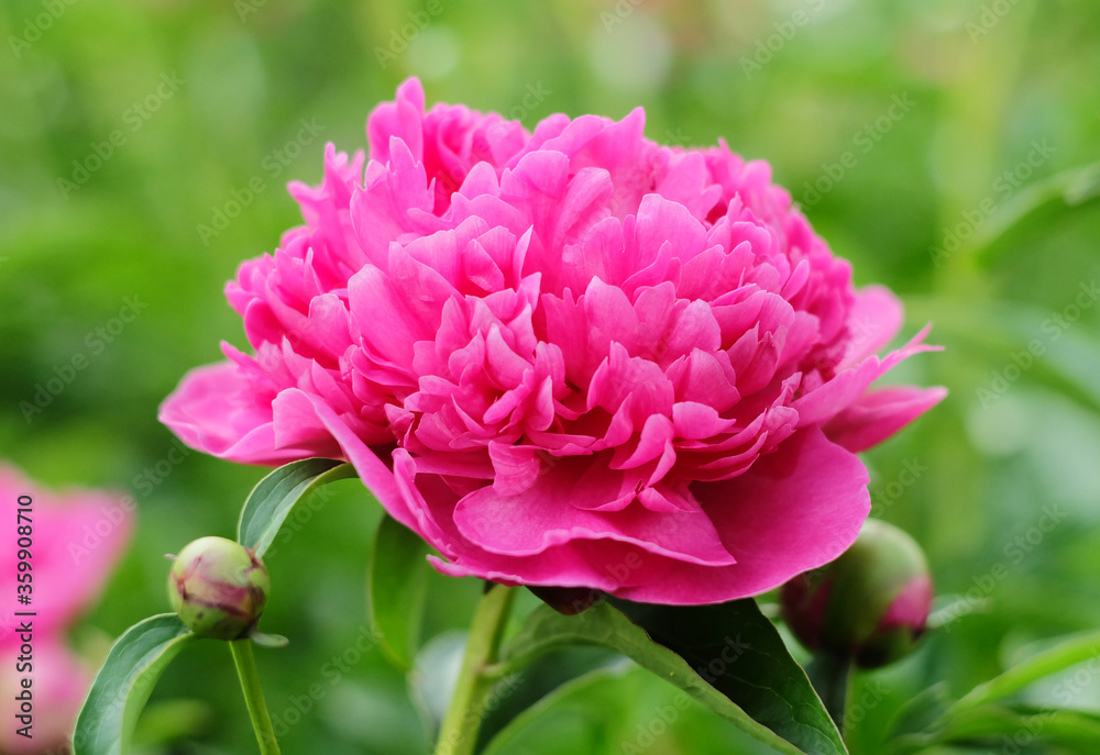 Lush magenta peony among green grass on a flowerbed in summer, macro photo, blurred background, horizontal composition.