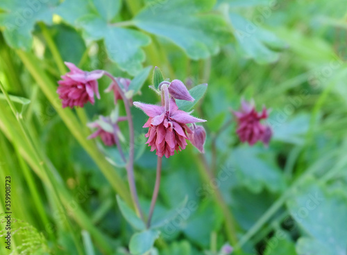 Maroon terry columbine  Aquilegia  on a flower bed among the grass in summer  macro photo.