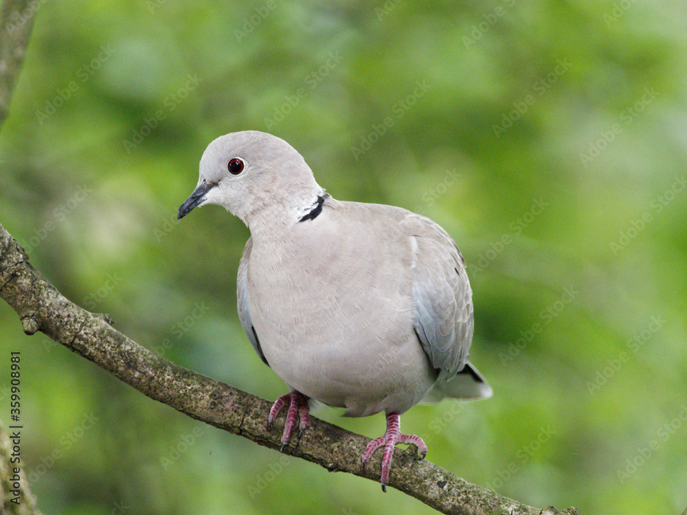 A collared dove (Streptopelia decaocto) sits on a branch of a tree at Daisy Nook country Park, Oldham surrounded by green leaves A collared dove (Streptopelia decaocto) sits on a branch of a tree at Daisy Nook country Park, Oldham surrounded by green leaves