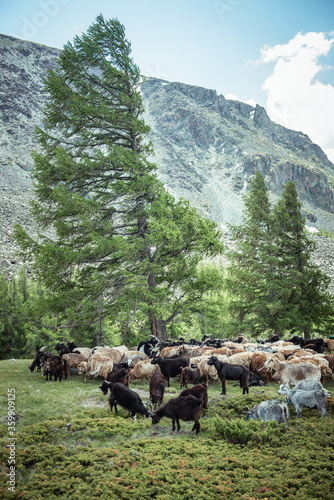 Mongolian sheep and goats are grazing in the pasture in western part of Mongolia, Bayan Olgii province. photo