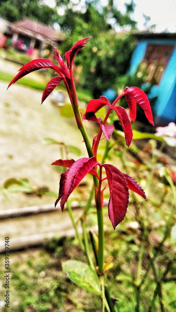 Obraz premium Natural red new leaves of Roses