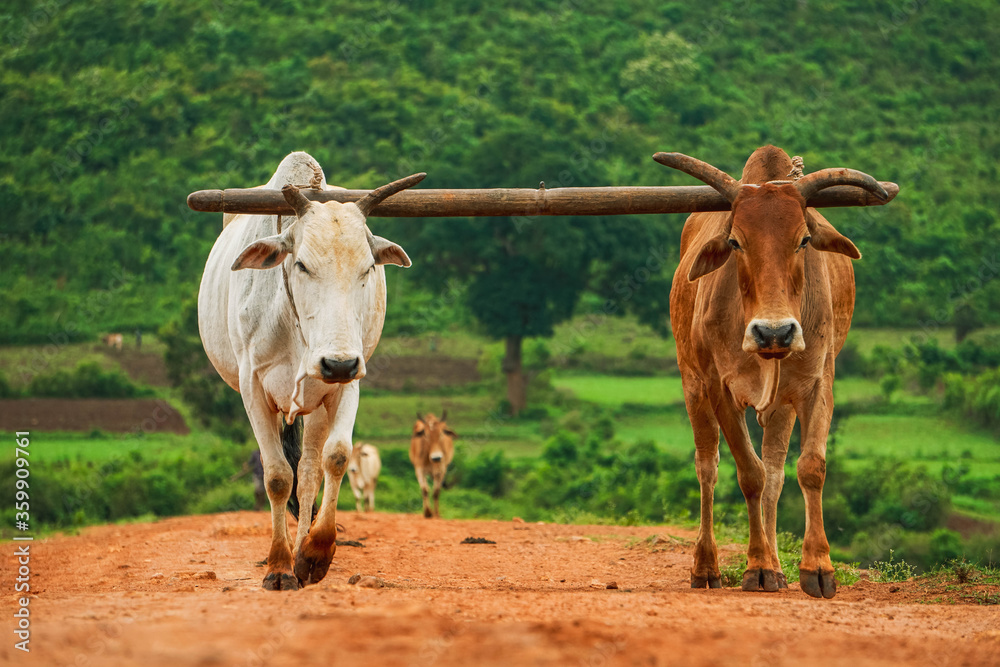 walking village cows at lambasing 