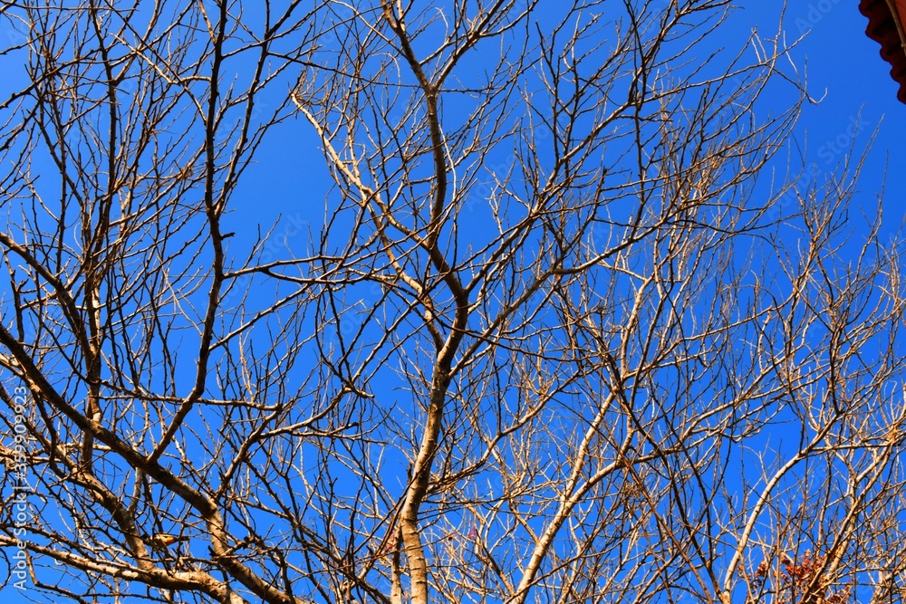 Dead tree branches, Dry Tree and Dry branch, Sunset in the Evening Dead tree branches, Dry Tree and Dry branch, Sunset in the Evening