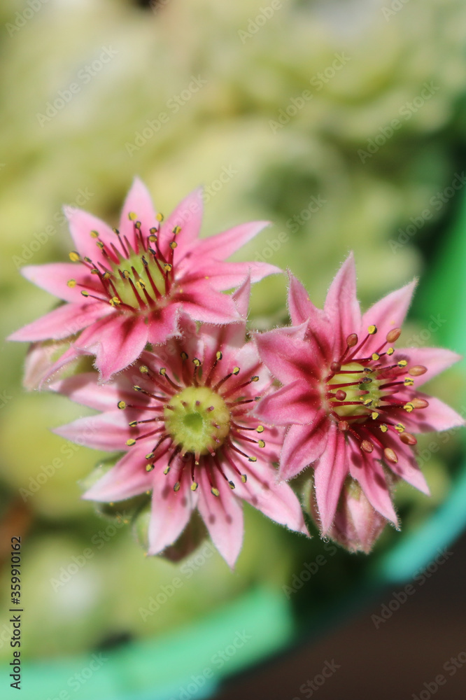 Sempervivum arachnoideum fiorito Sempervivum arachnoideum fiorito
