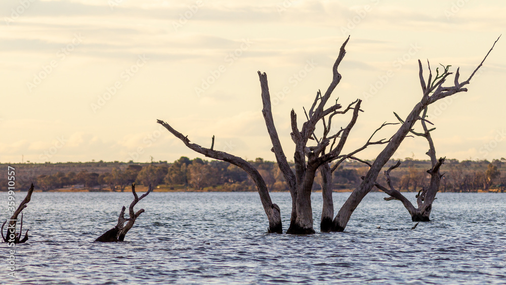 The dead red gum trees in lake bonney located in Barmera in the Riverland South Australia on 20th June 2020