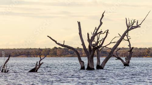 The dead red gum trees in lake bonney located in Barmera in the Riverland South Australia on 20th June 2020