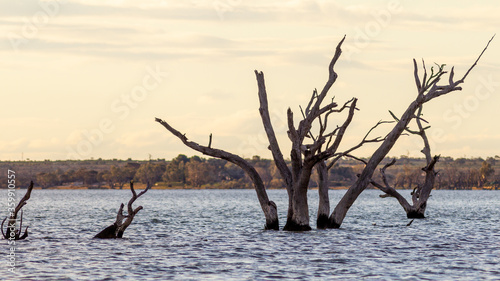 The dead red gum trees in lake bonney located in Barmera in the Riverland South Australia on 20th June 2020 photo