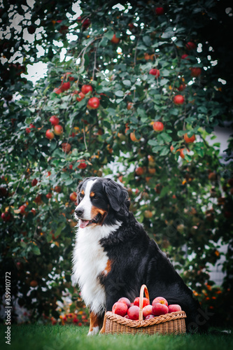 Bernese mountain dog posing with apples in green garden. Full basket of apples with dog.	