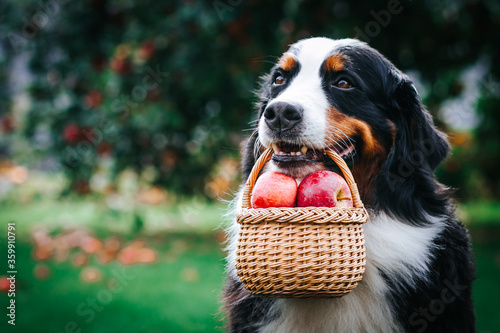 Bernese mountain dog posing with apples in green garden. Full basket of apples with dog.