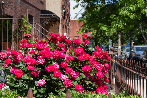 Beautiful Pink Rose Bush during Spring in a Home Garden along the Sidewalk in Astoria Queens New York © James