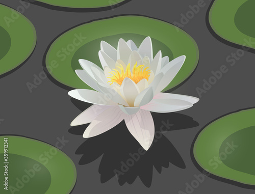 White lotus flower with yellow pistil