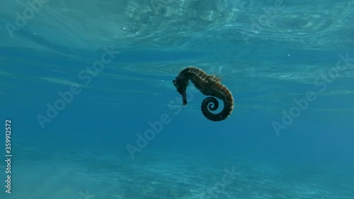 Seahorse slowly swims under surface in the blue water background. Slow motion, underwater shot photo