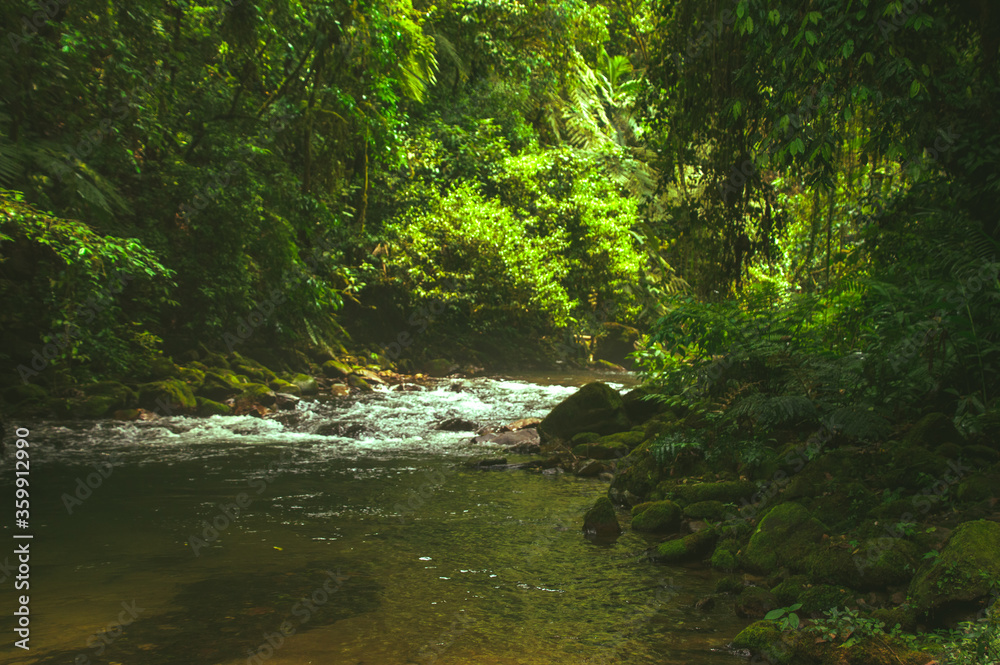 stream in the forest