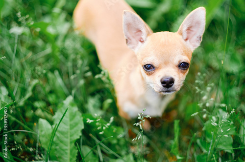 chihuahua in grass. dog looking frame. decorative dog © ganusik1304