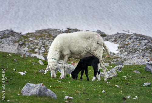 A grazing mother sheep and her baby. 