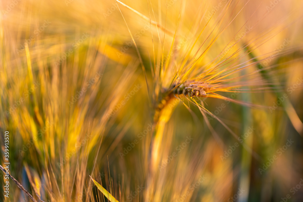 wheat stalks in the fields during the golden hour of sunset on a warm summer evening in the agriculture fields near Riemst and Maastricht.
wheat stalks in the fields during the golden hour of sunset on a warm summer evening in the agriculture fields near Riemst and Maastricht.