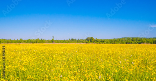 Beautiful summer field with blooming yellow flowers.
