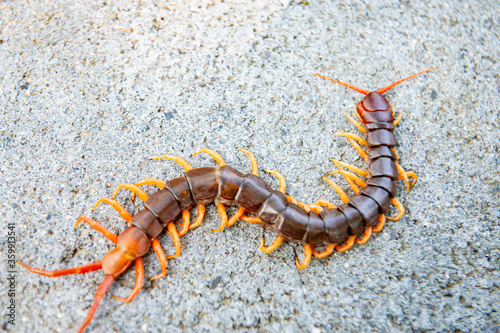 Centipede is a poisonous animal with many legs that can bite and release poison to enemies. © Anan