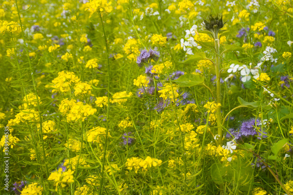 Blumenwiese Blumenwiese