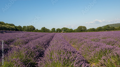 lavender fields at the end of the day in Provence