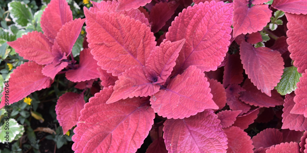 red leaves of leaves red leaves of leaves