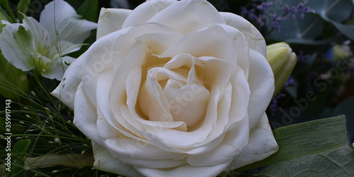 white rose in the garden