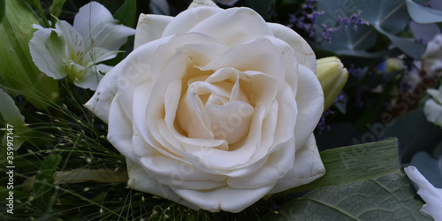 white rose in the garden