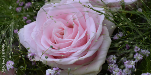 pink roses in a garden