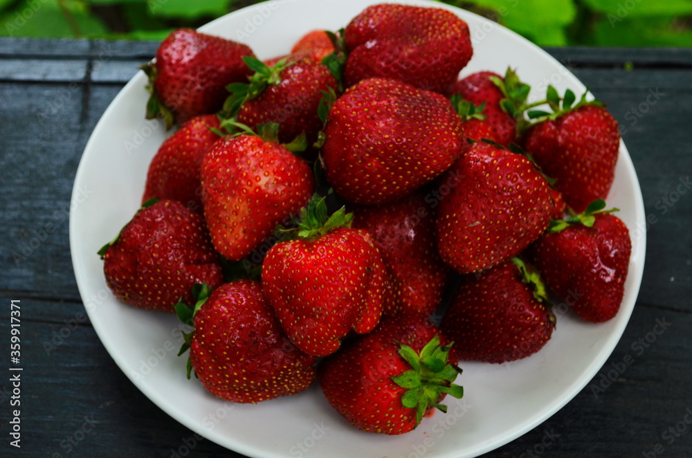 Harvesting of fresh ripe big red strawberry fruit in Dutch greenhouse Harvesting of fresh ripe big red strawberry fruit in Dutch greenhouse