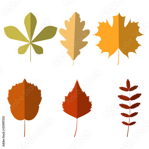 Autumn leaves set, isolated on white background.Vector illustration.