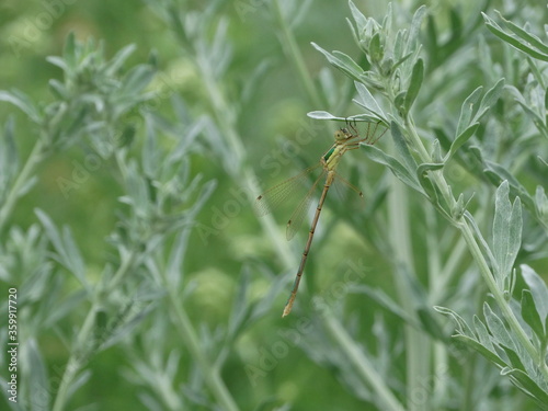 dragonfly on a green grass