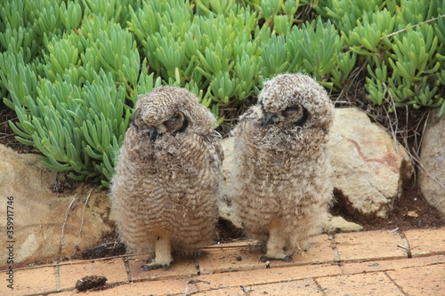 owl on the grass