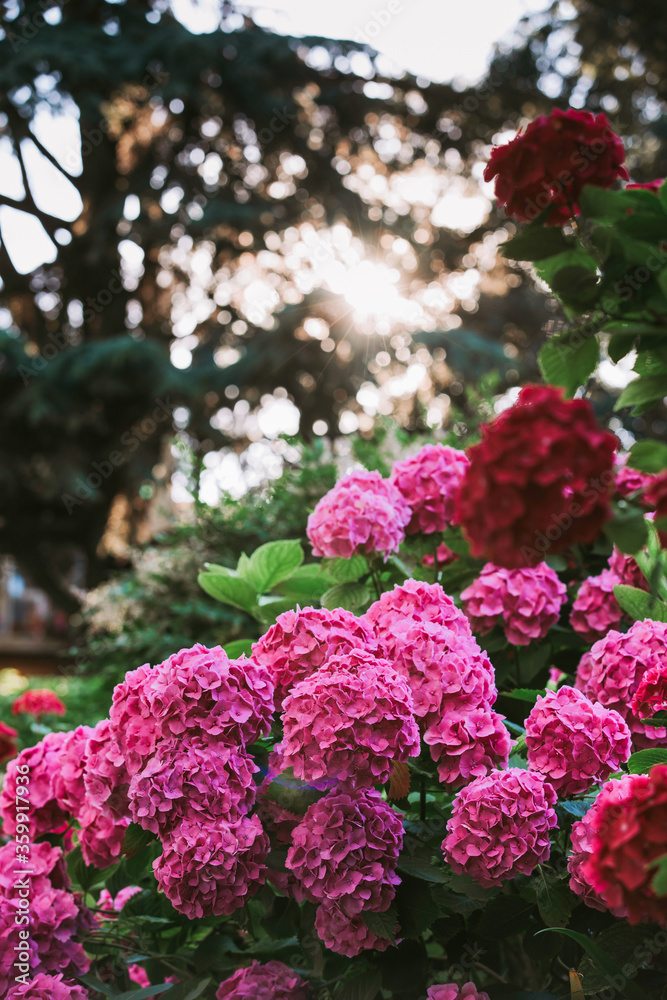 beautiful bush of colorful flowers, sun rays penetrate through the trees. beautiful flowers in sunset light. red flowers of hydrangea beautiful bush of colorful flowers, sun rays penetrate through the trees. beautiful flowers in sunset light. red flowers of hydrangea