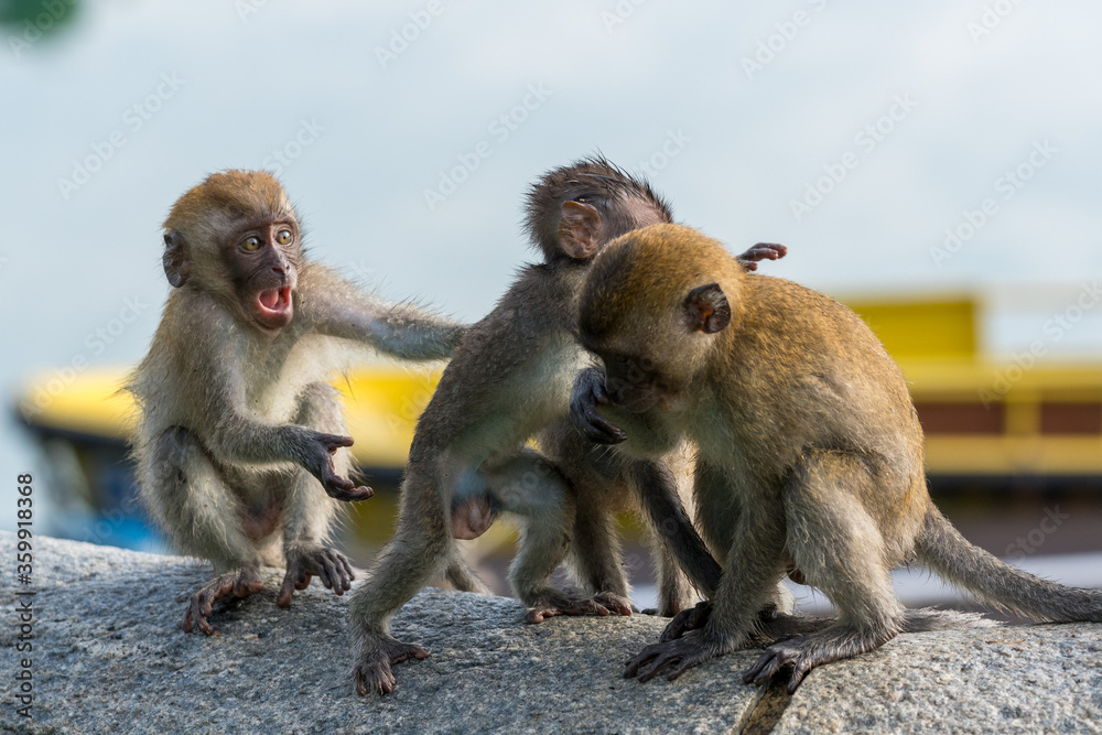 A group of young long-tailed macaque monkey playing in the wild