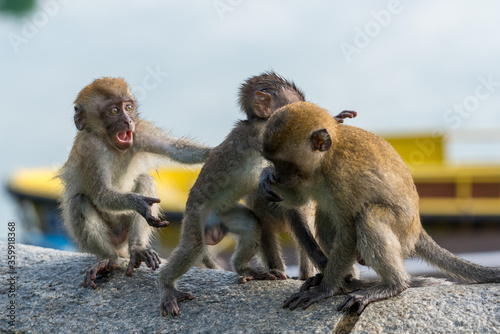 A group of young long-tailed macaque monkey playing in the wild © hit1912