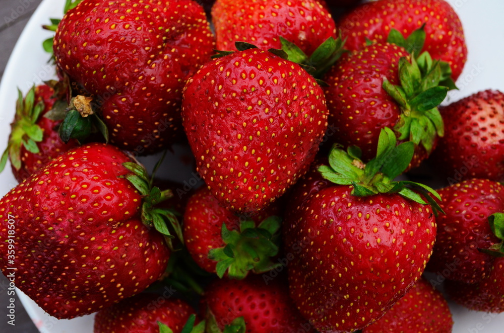 Harvesting of fresh ripe big red strawberry fruit in Dutch greenhouse