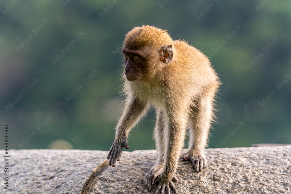 Obraz premium Young long-tailed macaque monkey in the wild