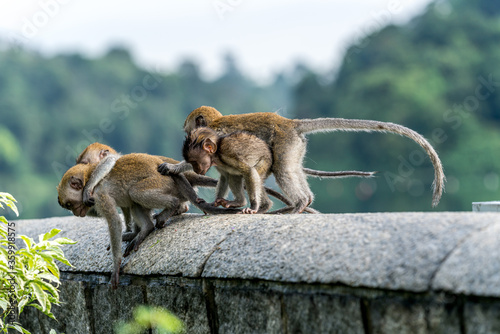A group of young long-tailed macaque monkey playing in the wild